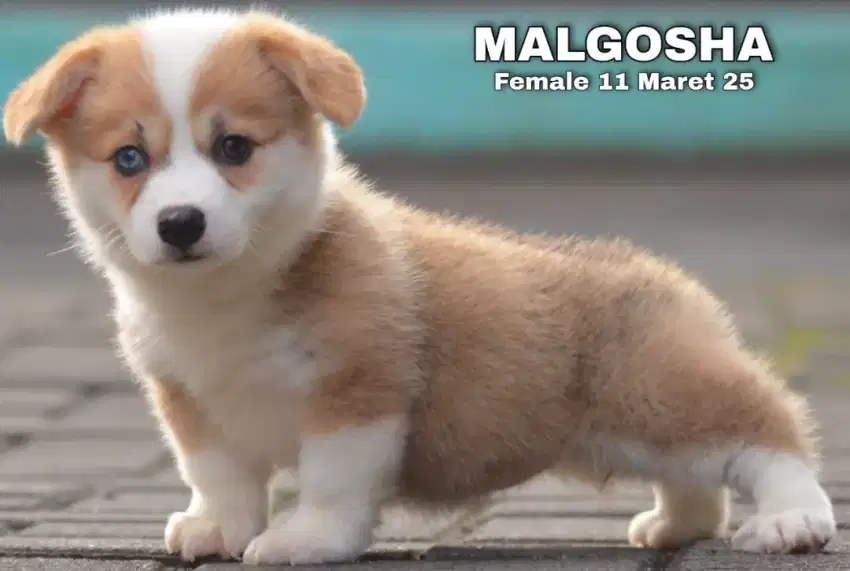 Puppy corgi ready
