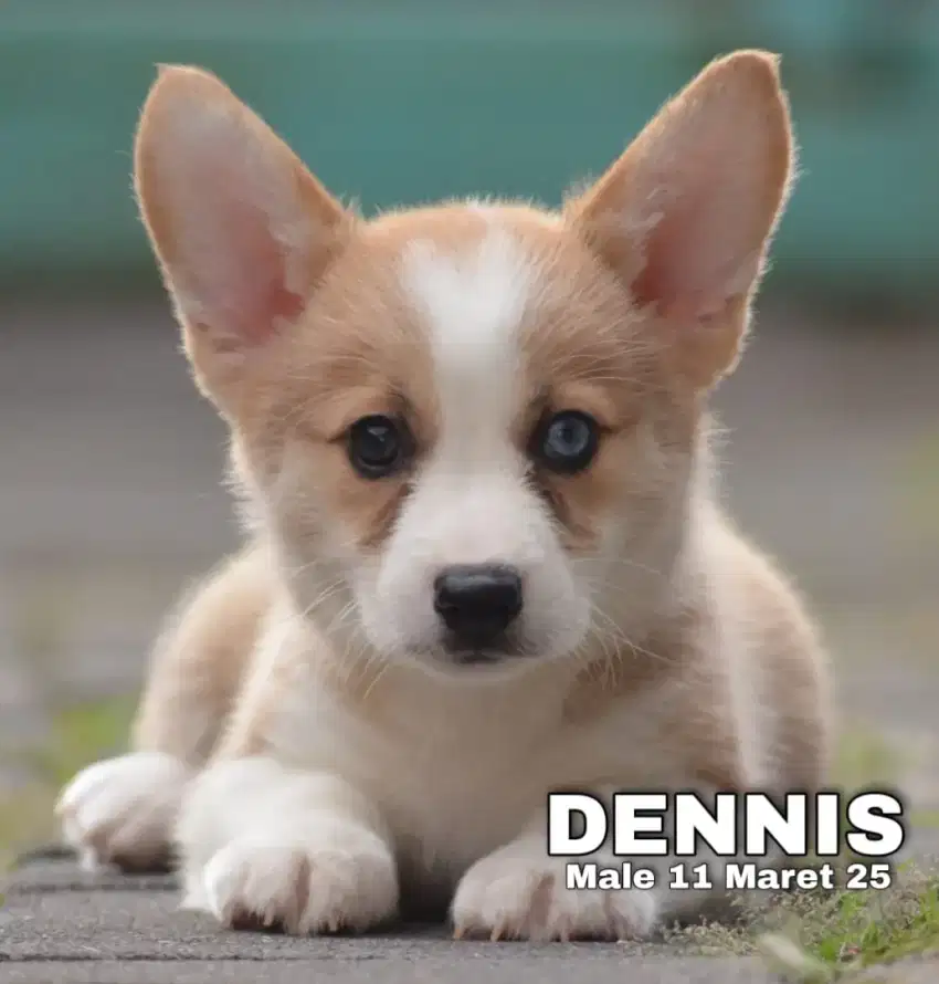 Puppy corgi readyyy
