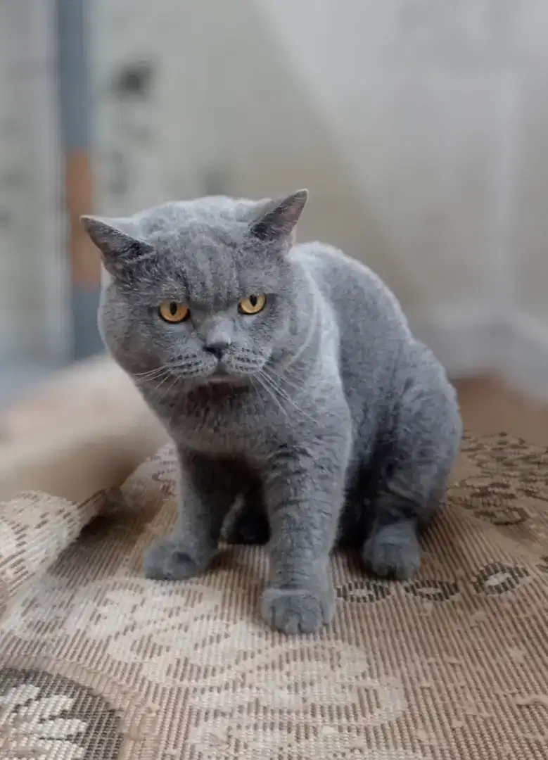 British Shorthair Ped WCF