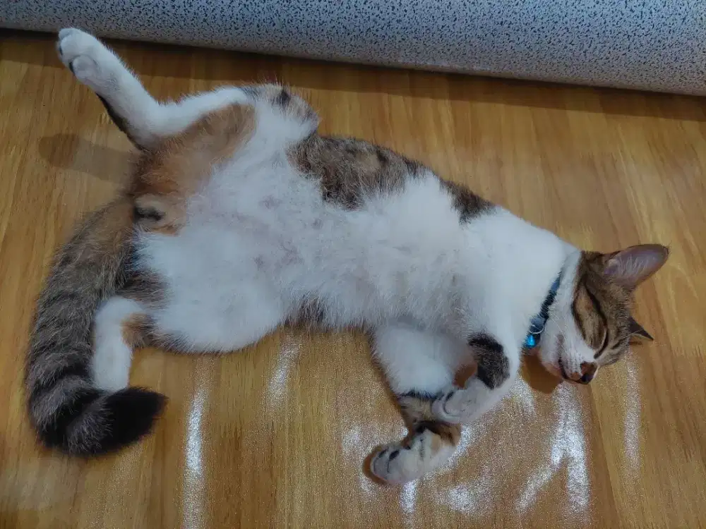 Jantan belank 3 remaja