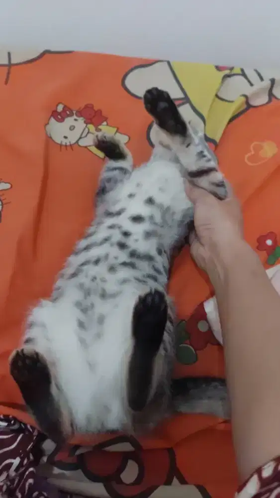 Kucink betina cina grey