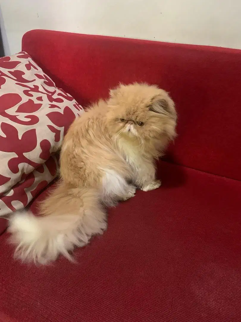 Open adopt peaknose bulu lebat