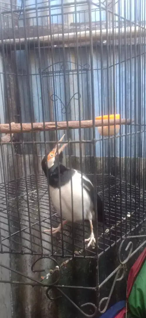 Burung jalak suren