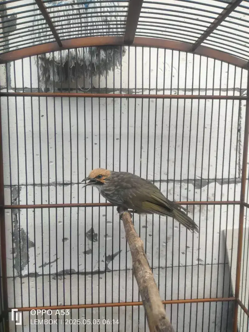 Burung cucak Rowo ternaaan UM kurang lebih 9 bln