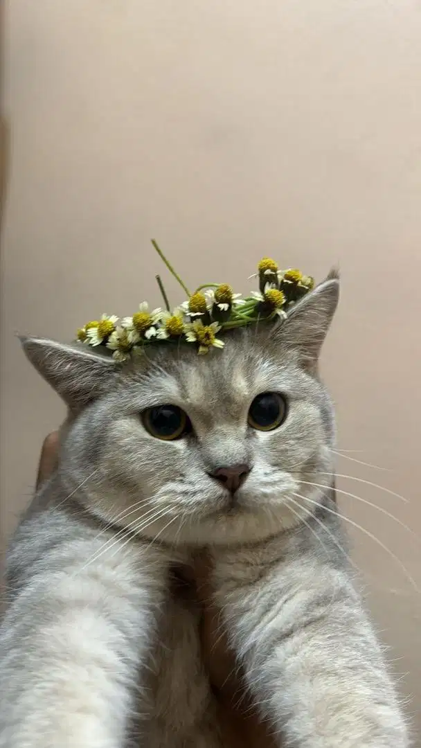 open adopt kucing bsh