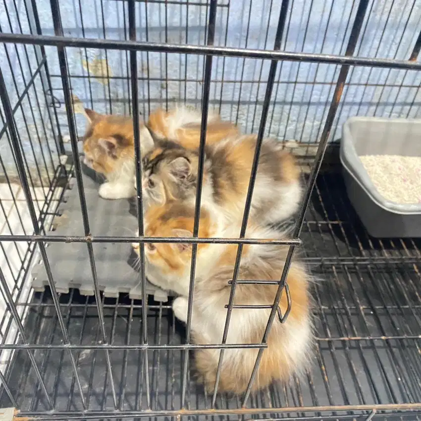 Kucing Persia Calico