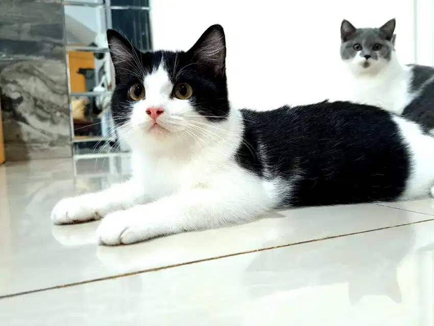 Open Adopt BSH Non Ped Bico Item Putih