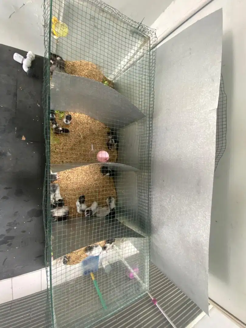 Hamster syrian lucu
