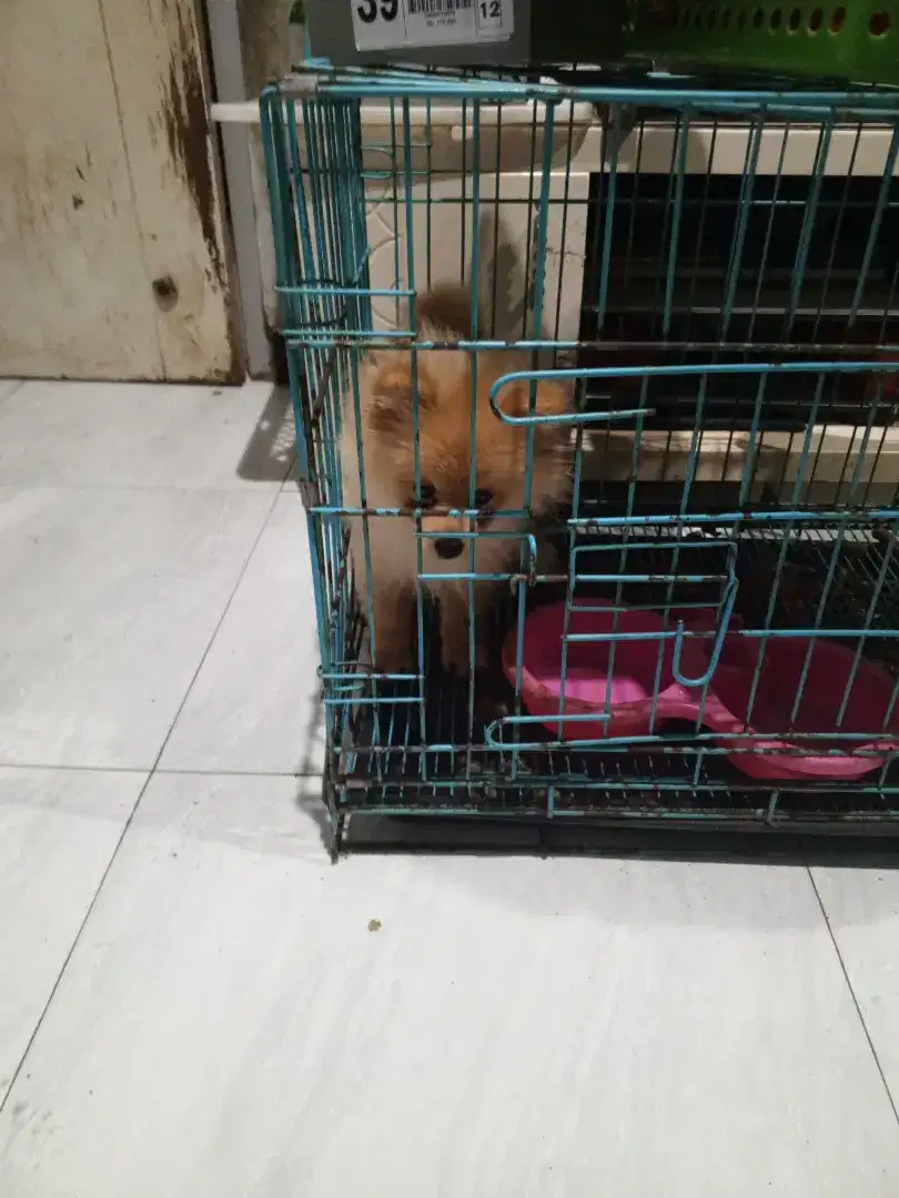 Super minipom pure umur 4 bln bulu kapas obat cacing no kutu