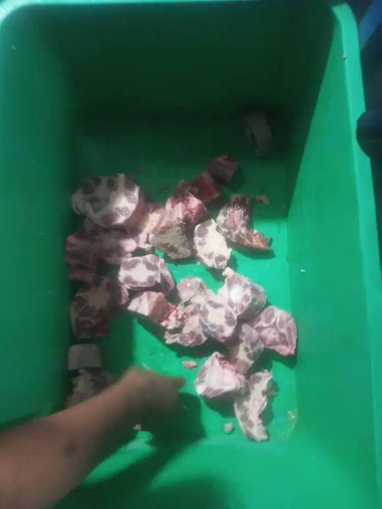 Buntut sapi lokal murah