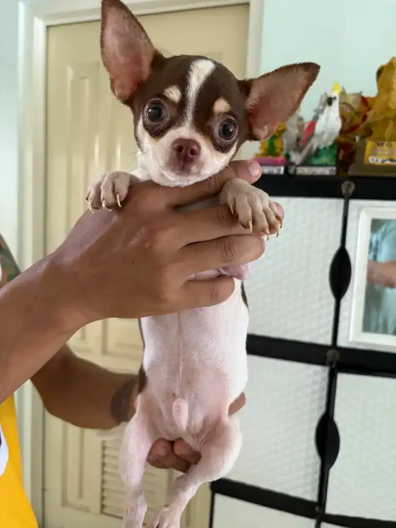 Chihuahua long 3 ekor jantan