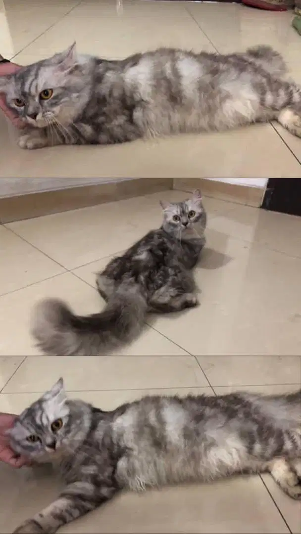 Kucing Persia jantan