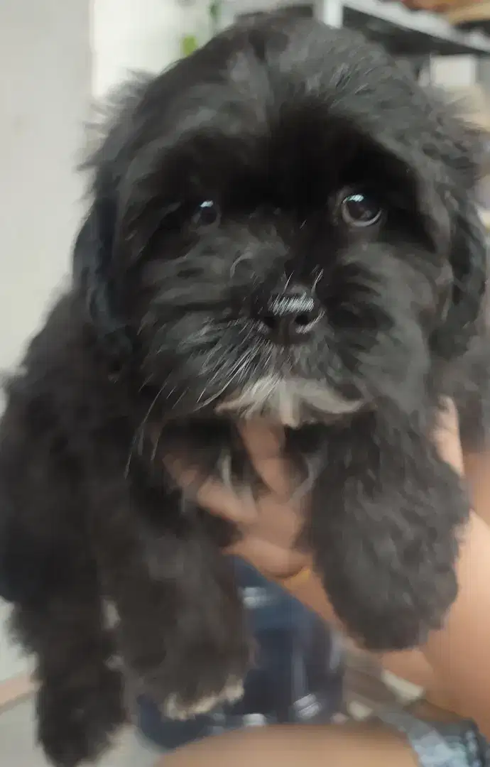LOKASI BOGOR. Dijual anak anjing Shitzu x Poodle 2Bulan