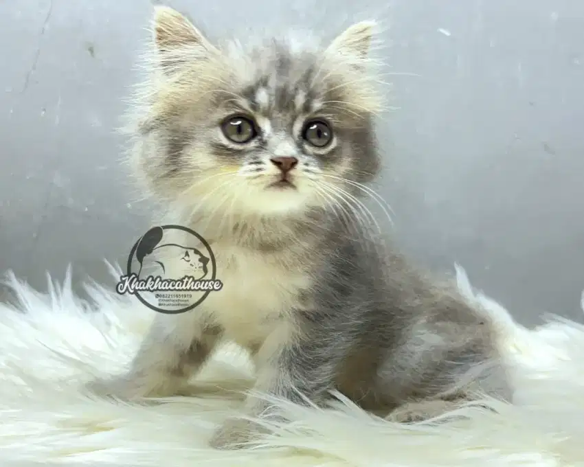 Kucing abu jantan 1
