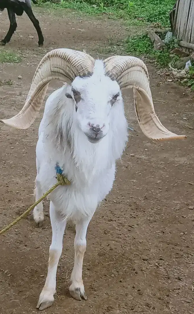 Jual domba, kambing, sapi qurban