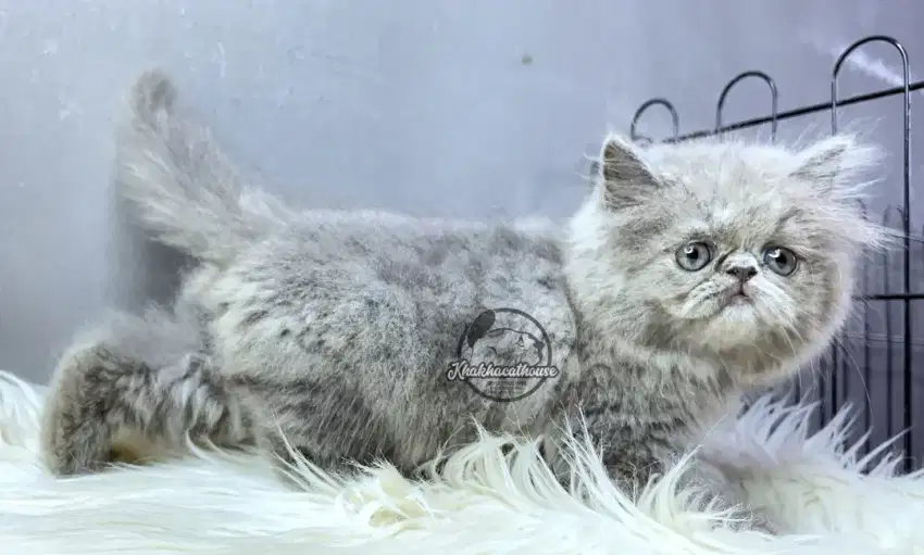 Kucing persi abu 2