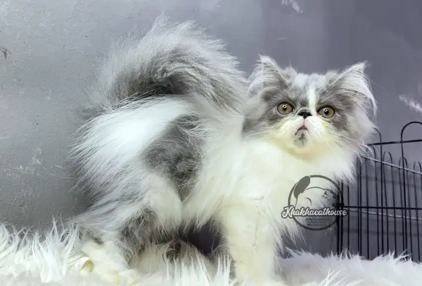 Kucing abu putih jantan