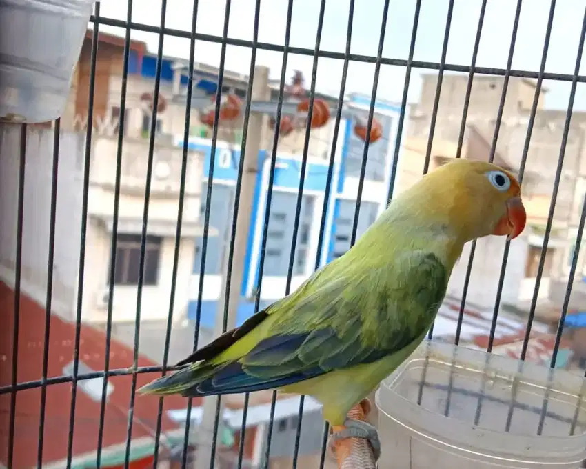 Biola PB euwing vio