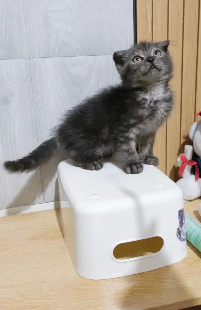 Scottish fold 2.5 bln