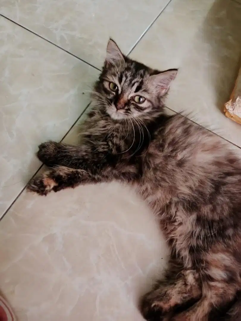 Open adopsi persia medium, sehat semua dan terawat