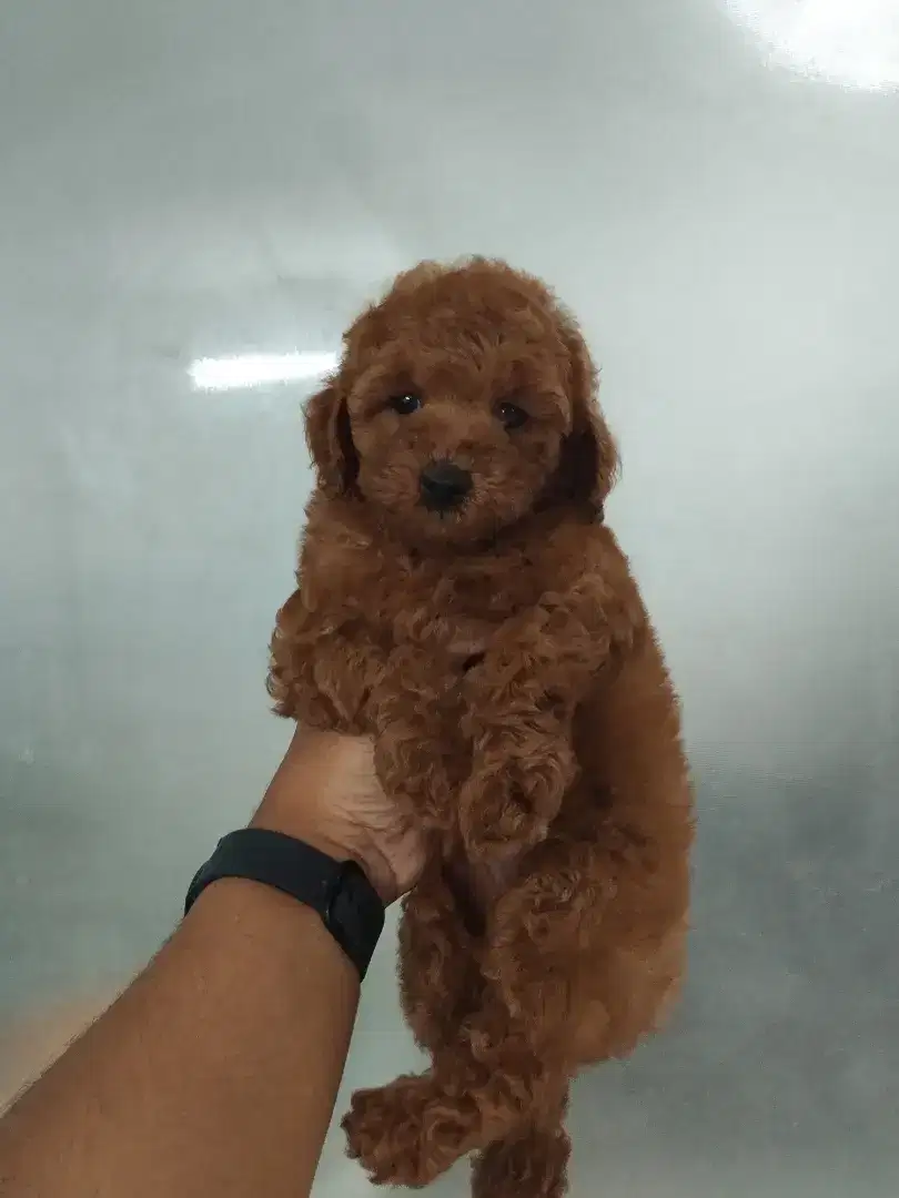 Anjing Poodle Non stb
