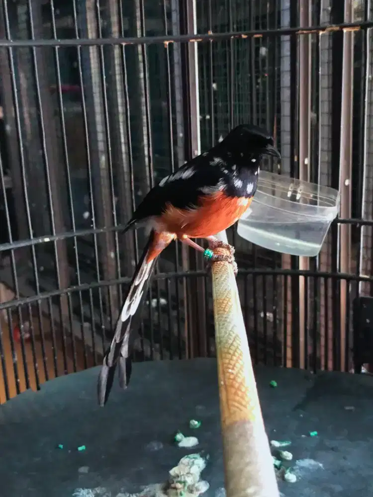 Murai blorok siap cetak warna