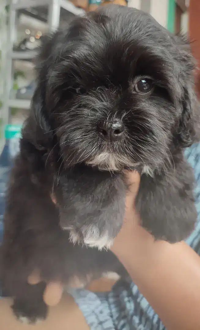 Dijual anak anjing Shitzu x Poodle 2Bulan. Lokasi BOGOR