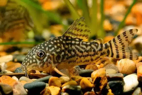 Ikan Synodantis