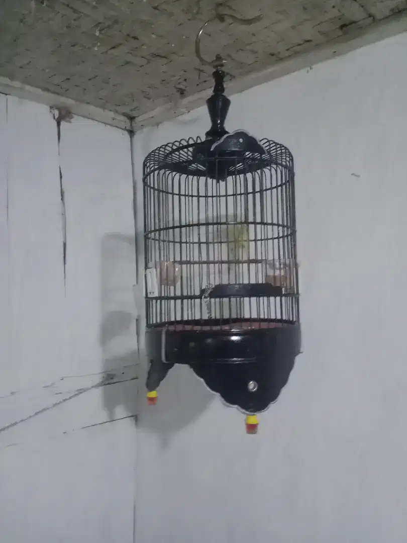 Sangkar burung plus isinya