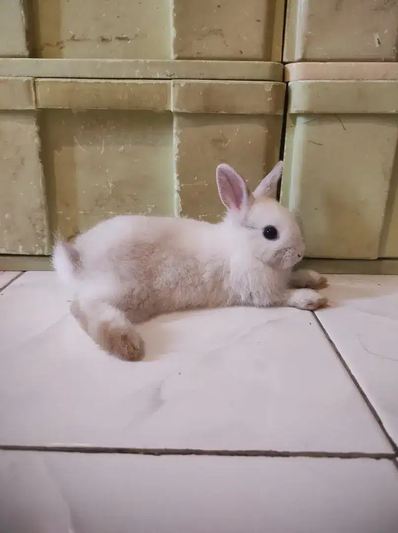 Kelinci Netherland Dwarfs