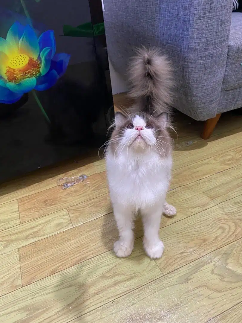 Kucing Ragdoll Bicolor Simetris Jantan