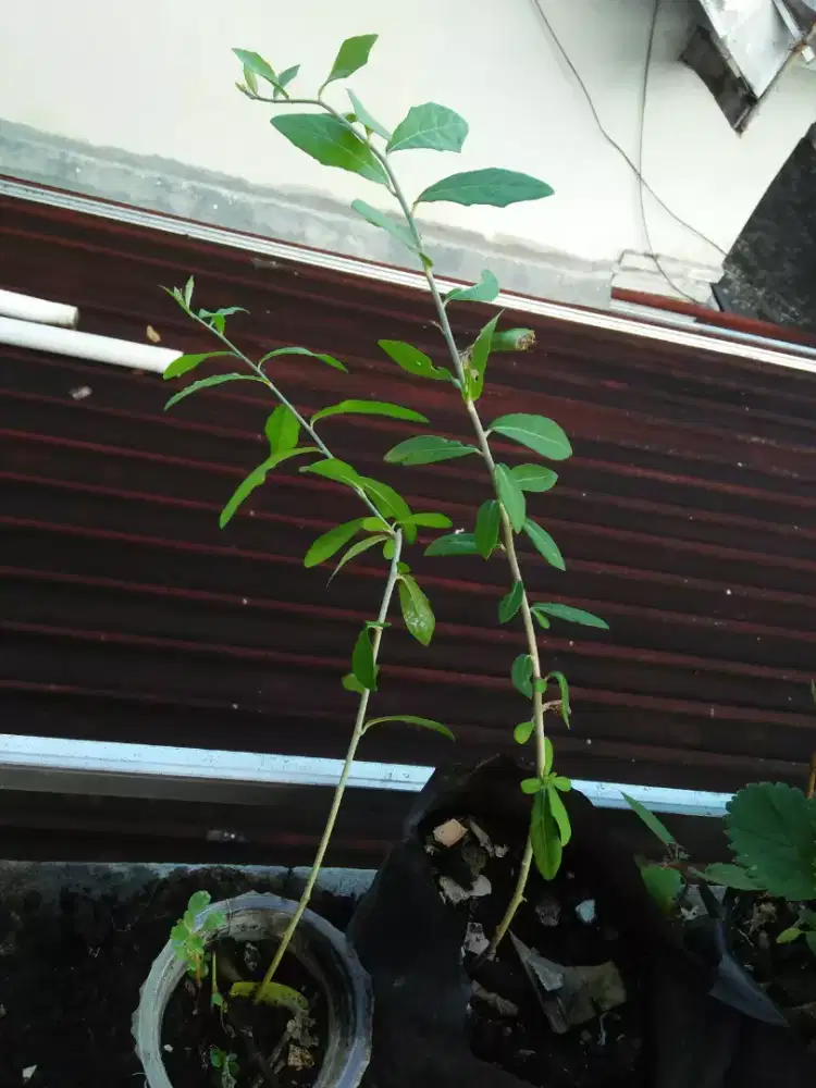 Bibit tamaman lee kwan yew