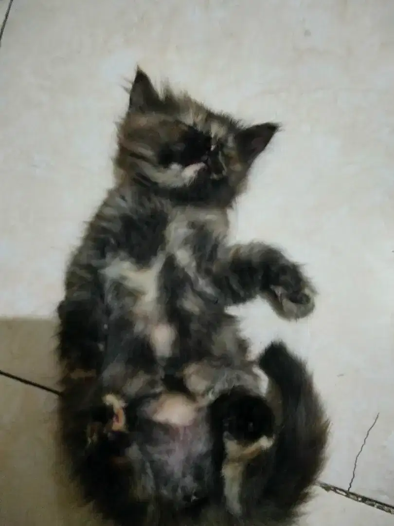 Kitten Persia medium