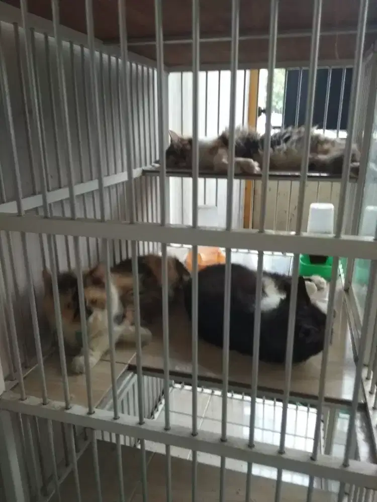 Persia medium warna favorit