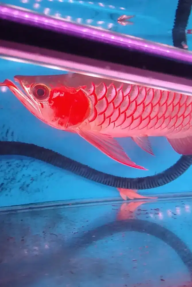 Ikan arwana superred chili