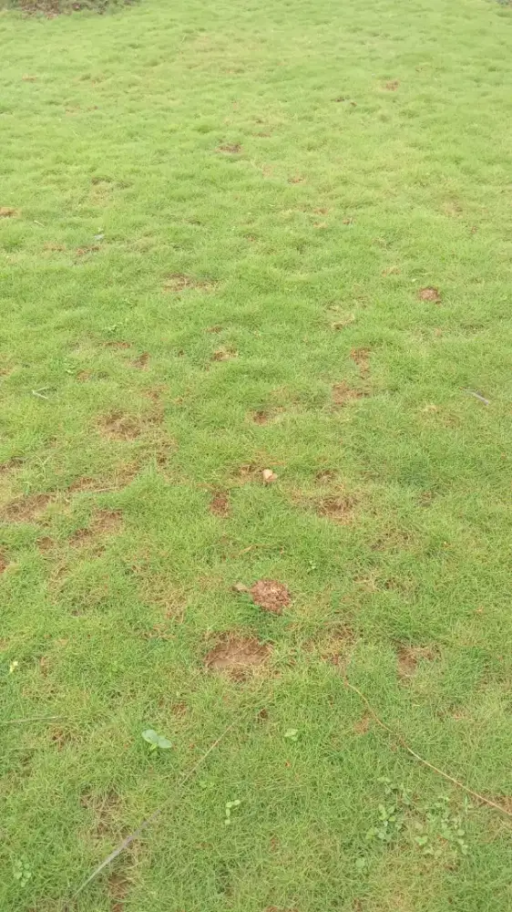 Jual rumput taman gajah mini dan rumput jepang ready