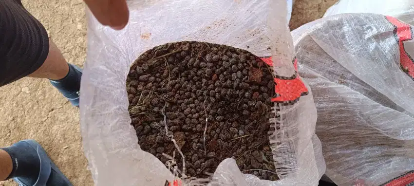 Kotoran kambing atau Kohe 1 karung