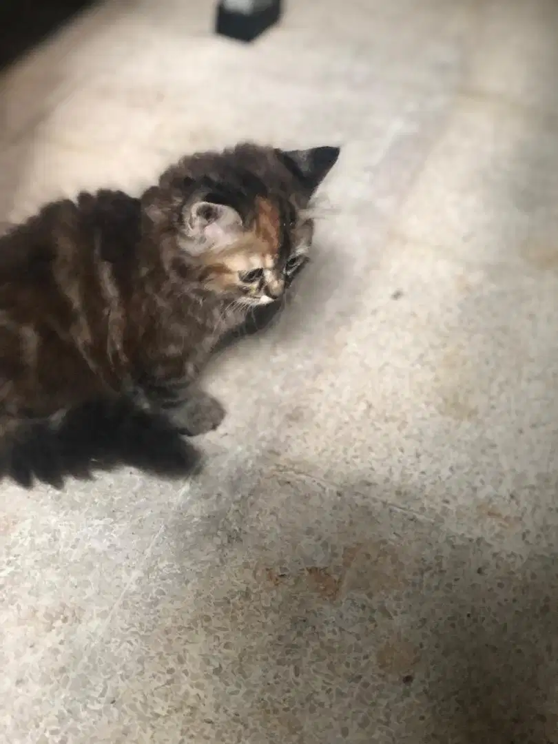 Kucing Persia imut dan lucu