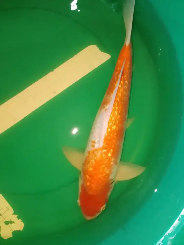 Ikan koi jenis Kohaku GINRIN 45cm