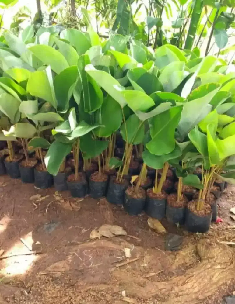 Pohon pisang calathea