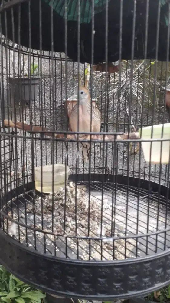 Perkutut udan mas banyumili lokal alam