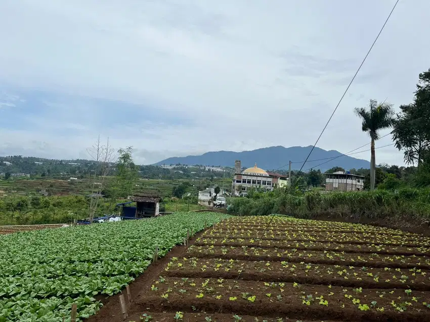 Tanah di Ngamprah, Strategis Dekat Kantor Pemda KBB Sudah SHM