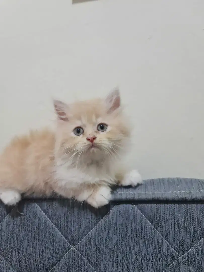 Open Adopsi Kitten Persia Cream