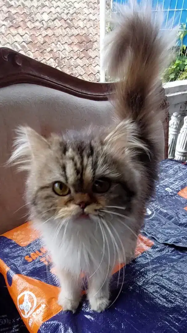 Kucing ras persia flatnose,maincoone,british short hair,peaknose