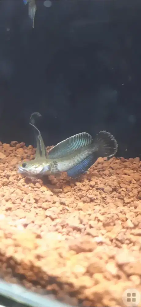 Chana andro gondrong