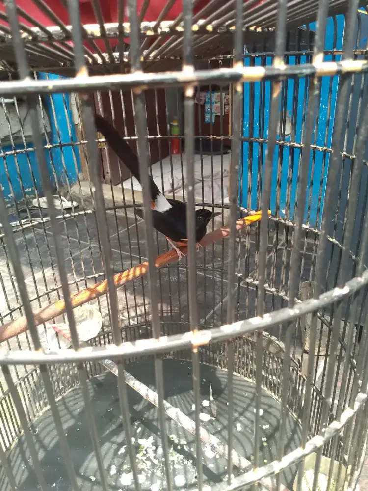 Burung murai batu jantan