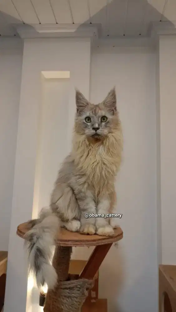 Mainecoon Jantan Shaded