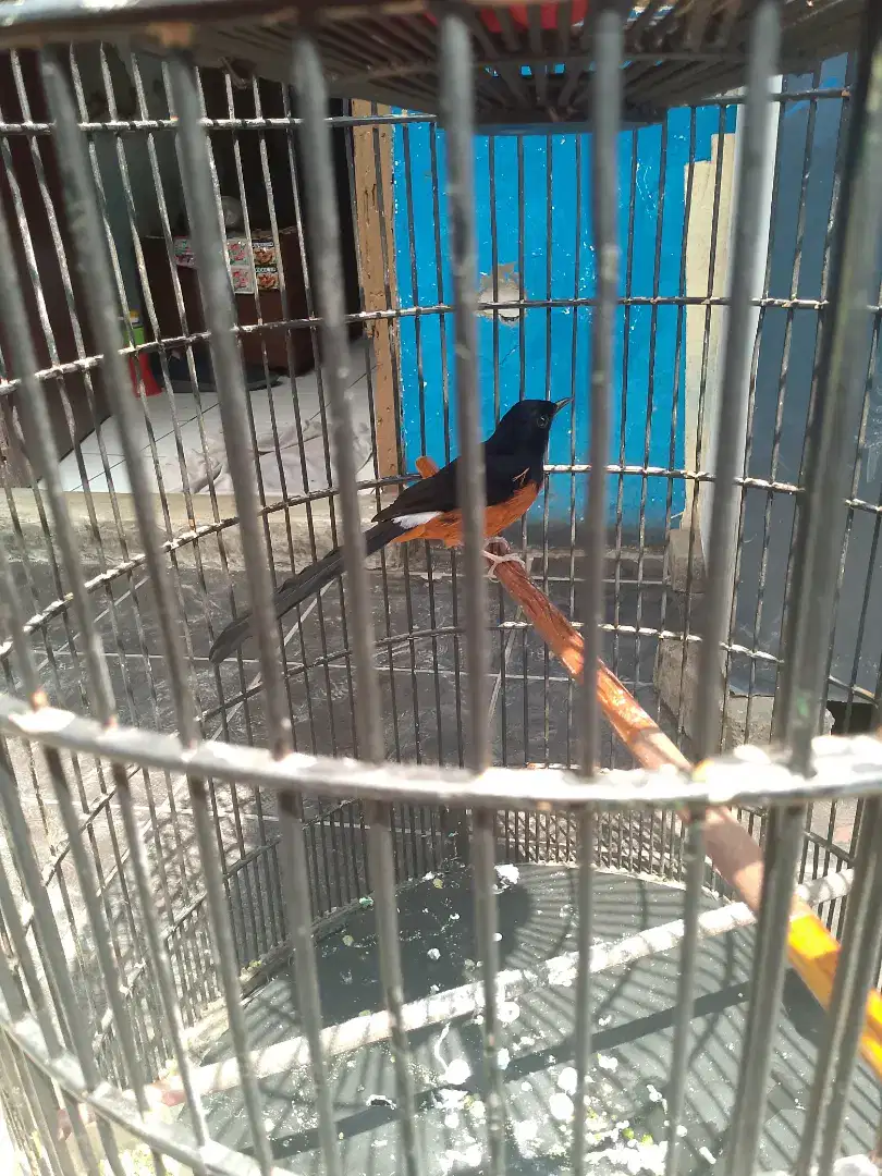 Burung murai batu Medan