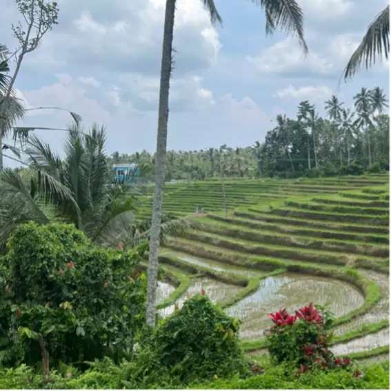 Di jual tanah dengan view sawah los sungai di tabanan