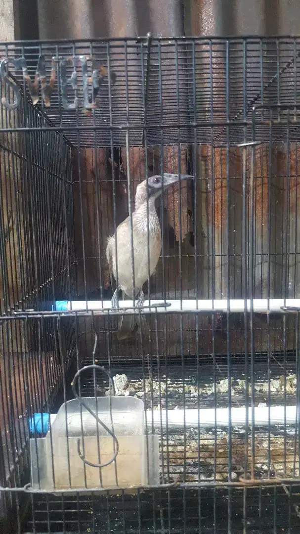 Burung Cucak Timur Tanduk Jinak Mulus